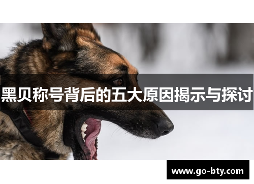 黑贝称号背后的五大原因揭示与探讨